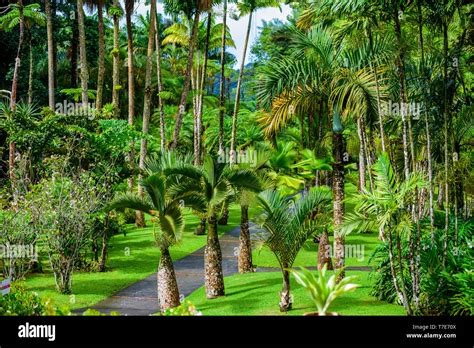 Jardin De Balata Martinique Jardin Botanique Tropical Paradise Sur L