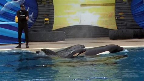 Killer Whale Gives Birth at SeaWorld San Diego - NBC News