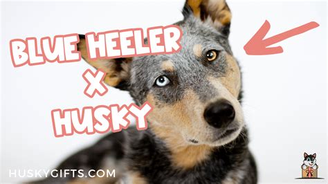 Blue Heeler Husky Mix (Heeler Husky): Owner's Guide