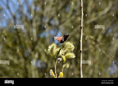 Pussy Willow In Spring Mosquito Admiral Butterfly Stock Photo Alamy
