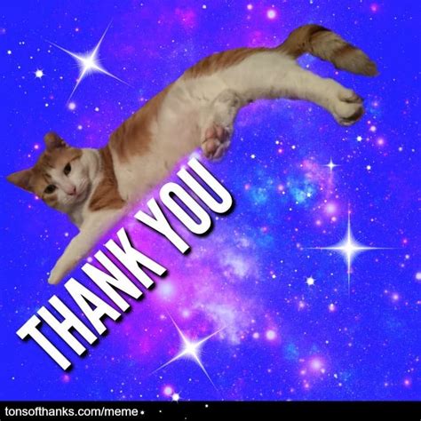 51 Nice Thank You Memes With Cats