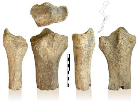 Coelodonta antiquitatis radius fragment - Members Gallery - The Fossil ...