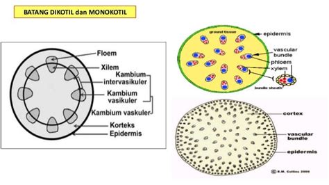 Struktur anatomi batang monokotil dan dikotil 2021