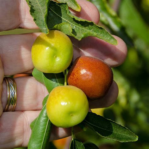 Honey Jar Jujube Tree Gurney S Seed Nursery Co