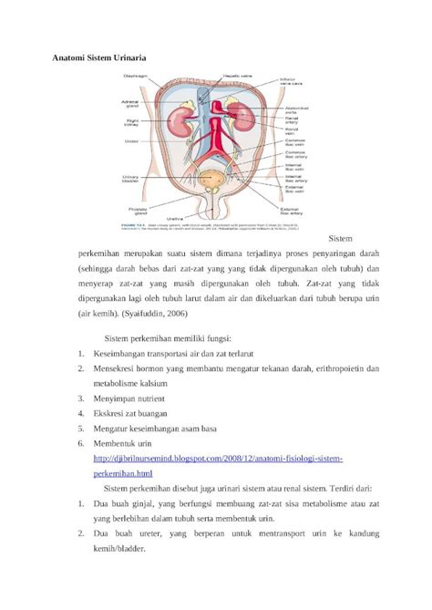 DOC 53237025 Anatomi Sistem Urinaria 1 DOKUMEN TIPS