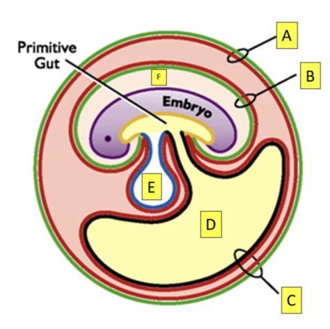 Homework 11 Early Embryogenesis Maternal Recognition Of Pregnancy