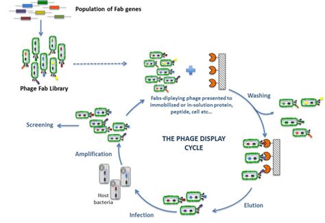 Fundamental Technologies for Antibody Production- Phage Display ...