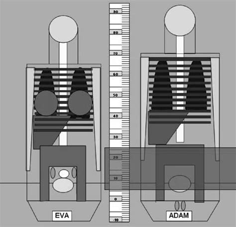 Size And Internal Configuration Of The Anthropomorphic Mathematical Download Scientific Diagram