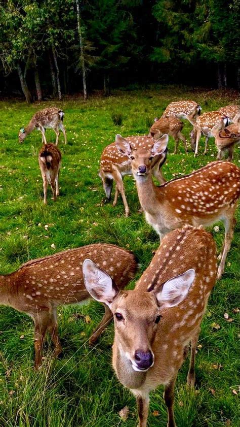 These Cute Deer 🦌 : r/CuteAnimalsTogether