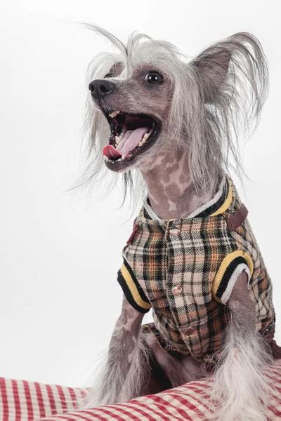 Hairless Chinese Crested Dog — Stock Photo © Anxen #81138802