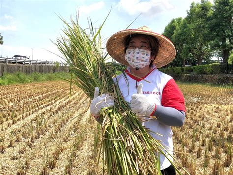 粒粒皆辛苦 羅東鎮立幼兒園下田割稻趣【影音新聞】 葛瑪蘭新聞網