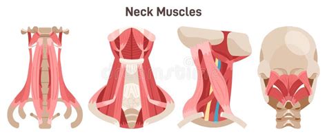 Vue Lat Rale Et Arri Re Des Muscles Du Cou Sch Ma Didactique De L