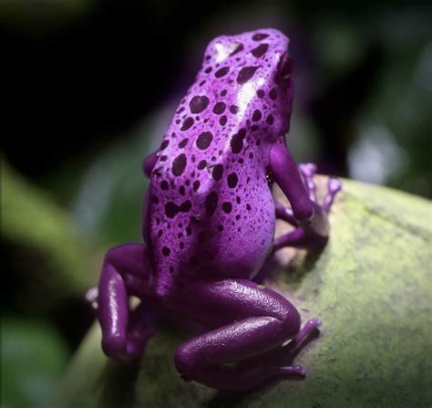 Pink Poisonous Frogs