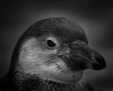 Penguin Spheniscidae Penguins Are Flightless Birds Livin Flickr