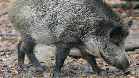 Pseudowut Aujeszkyische Krankheit Bei Wildschwein Nachgewiesen