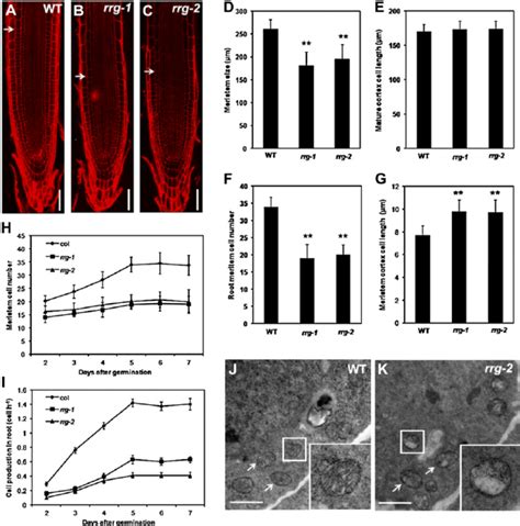 Characterization Of Root Phenotypes Of Rrg Mutants A To C Confocal