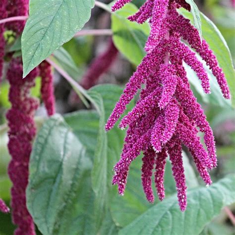 Semillas Amaranthus Cola De Zorro Semillas Flores De Jard N