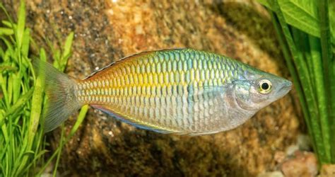 Fiche Du Poisson Melanotaenia Boesemani Arc En Ciel De Boeseman