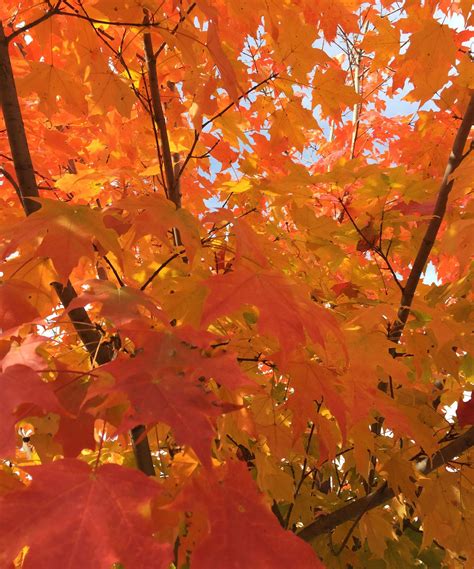 Which maple trees have the best color in fall? | Livingetc