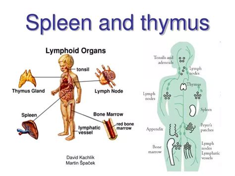 Ppt Spleen And Thymus Powerpoint Presentation Id3875884