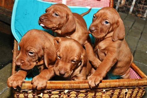 Vizsla Dog Breed Characteristics Temperament And Care