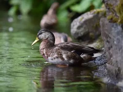 How Long Can Ducks Stay Underwater? - ANSWERED