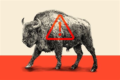 Why are bison attacking at Yellowstone? - The Washington Post