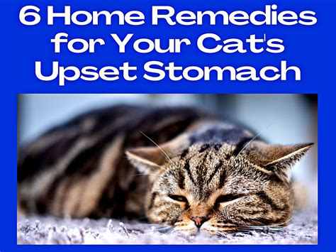 What To Give Cats For Upset Stomach To Help Them Feel Like New - Better Building