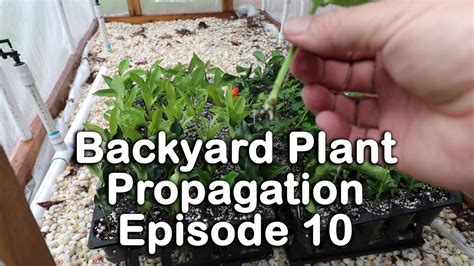 Backyard Plant Propagation Episode 10 How To Root Azaleas Beautyberry