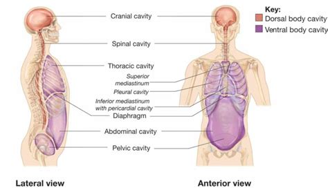 organization from individual atoms to humans the Dorsal And Ventral ...