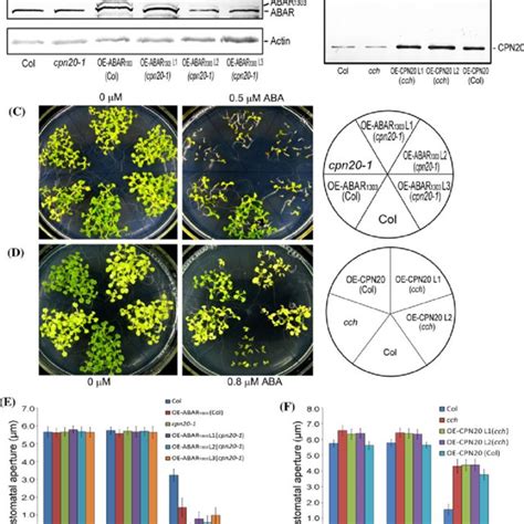 Analysis Of Gene Expression Expression Of ABA Responsive Genes In