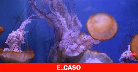 Una Rara Medusa Gigante Aparece En Murcia Med A Casi Un Metro Y Pesaba