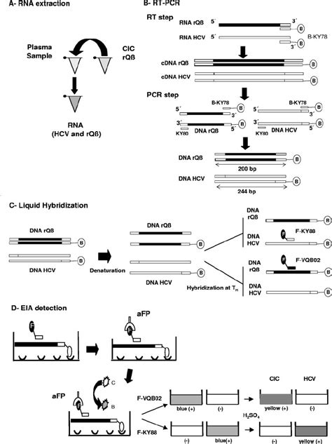 Steps Of The Cic Hcv Rt Pcr Assay A Rna Extraction A Fixed Amount