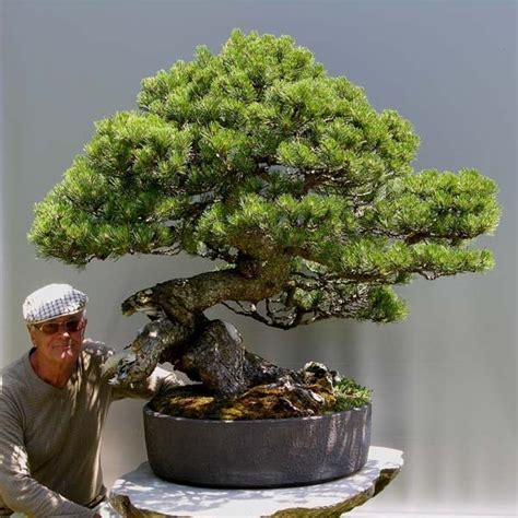 View Dwarf Mugo Pine Bonsai Care PNG - Hobby plan