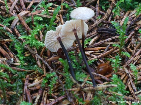 Mushroom Identifier Mushroom World