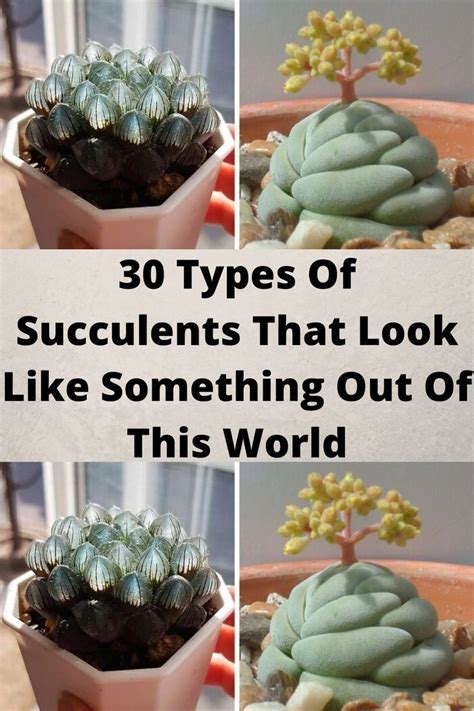 30 Types Of Succulents That Look Like Something Out Of This World Artofit