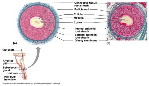 Diagram of Hair Root Diagram | Quizlet