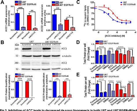 Figure From Inhibition Of Acetyl Coa Carboxylase Acc And Acc