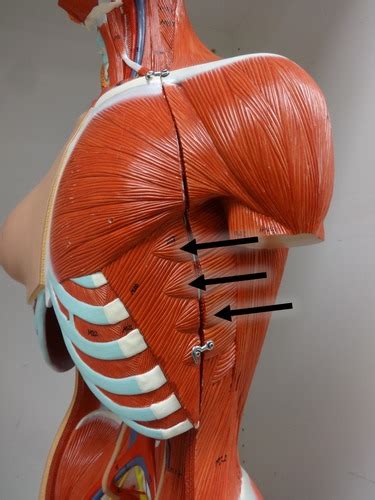 Head Neck And Trunk Muscles With Their Origin Insertion And Actions