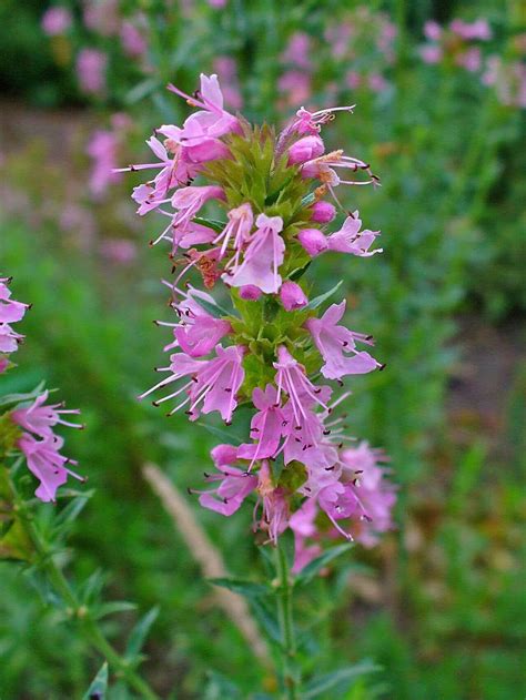 Hyssop Attractive Flowers And A Great Herbal History Eat The Planet