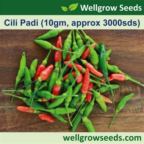 Cili Padi 10gm Approx 3000 Sds Vegetable Seeds Wellgrow Seeds Lazada