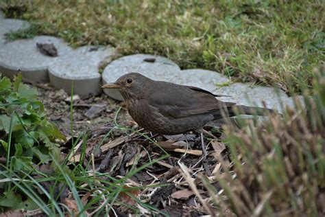 Blackbird Bird Animal Free Photo On Pixabay Pixabay