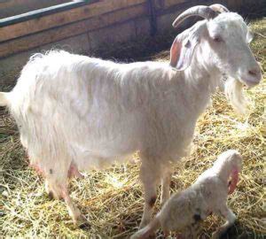 Jining Grey Goat Origin Characteristics Uses