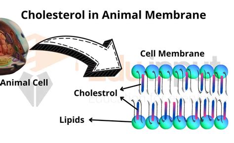 Cholesterol Structure In Cell Membrane