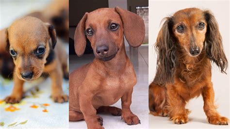 What Age Are Miniature Dachshunds Full Grown