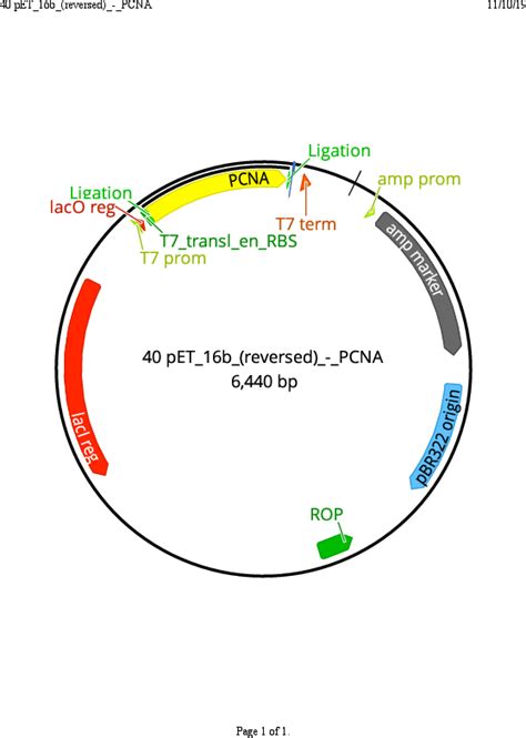 Addgene Pet16b Pcna