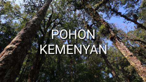 Pohon Kemenyan Frankincense Tree Youtube