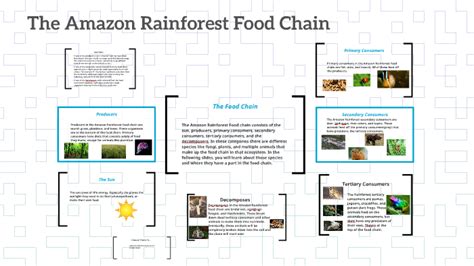 The Amazon Rainforest Food Chain by Kaycee Polley on Prezi