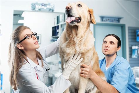 Como escolher o médico veterinário ideal para o meu pet Clínica