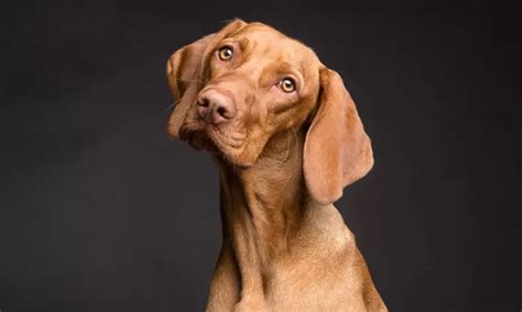 Por Qu Los Perros Inclinan La Cabeza Hacia Un Lado